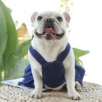Pet Cat Denim falda pecho correa trasera para pasear perros, S - Imagen 4