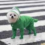 Chubasquero impermeable para exteriores de una sola pieza para mascotas con todo incluido, S