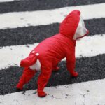 Chubasquero impermeable para exteriores de una sola pieza para mascotas con todo incluido, S - Imagen 3