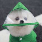 Chubasquero impermeable para exteriores de una sola pieza para mascotas con todo incluido, XL - Imagen 4