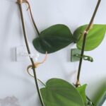 50 Uds. De ganchos autoadhesivos para fijar plantas de vid con hebilla para pared trepadora, Small - Imagen 3