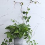 50 Uds. De ganchos autoadhesivos para fijar plantas de vid con hebilla para pared trepadora, Small - Imagen 4