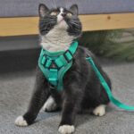 Arnés de chaleco para mascotas + Juego de cuerdas de tracción Arnés reflectante transpirable para perros y gatos, L - Imagen 8