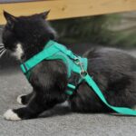 Arnés de chaleco para mascotas + Juego de cuerdas de tracción Arnés reflectante transpirable para perros y gatos, L - Imagen 9