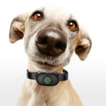 Entrenador de perros con collar antichoque para mascotas Auto Stop Barker - Imagen 10