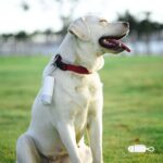 Dispensador portátil de bolsas para residuos de mascotas, recogedor de excrementos de perro, con luz LED - Imagen 10