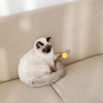 Ventosa Divertida Varita Para Gato Juguete Gato Jugando Polo, Table Tennis Set - Imagen 3