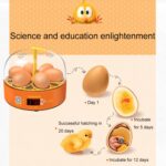 Incubadoras de pollos inteligentes para niños, experimentos domésticos pequeños, 6 huevos, Dual-electric Automatic UK Plug - Imagen 3