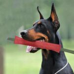Juguetes tonificantes para mascotas con palo para morder para perros de entrenamiento de piel de vaca, 6.7 x 40cm - Imagen 7