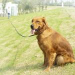 Seguimiento de mascotas Collar de perro Correa Entrenamiento para perros Correa de tracción alargada, 2.5cm x 3m - Imagen 5