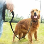 Seguimiento de mascotas Collar de perro Correa Entrenamiento para perros Correa de tracción alargada, 2.5cm x 3m - Imagen 6