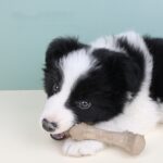 Juguete de hueso para dentición de mascotas, palos de dentición para masticar perros, suministros de entrenamiento interactivos resistentes a morder - Imagen 2