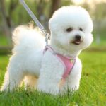 Arnés de pecho para mascotas estilo camiseta interior Correa reflectante transpirable de verano para perros, Single Pink - Imagen 2