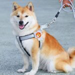 Arnés de pecho para mascotas estilo silla de montar Correa reflectante transpirable para perros, Black+1.5m Round Rope - Imagen 2