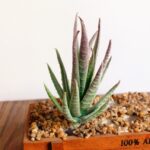 Mini plantas artificiales de plástico de Aloe, artesanía, floristería, paisaje, jardín, decoración de oficina familiar