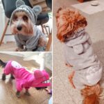 Disfraz de lana de Coral para mascotas, lindo abrigo cálido para perros Chinchillas, 2XL - Imagen 5