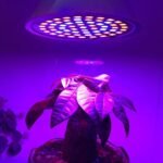 Bombilla LED de crecimiento de plantas de 20W 60 LED, E27 - Imagen 5
