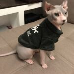 Otoño Invierno Ropa para mascotas Chaleco para mascotas Sudadera con capucha de espina de pescado para cachorros, S - Imagen 4