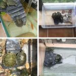 Tortuga Aquascape plataforma de escalada reptil escondite cueva plataforma de tortuga de tres patas, Large - Imagen 6