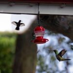 Comedero para pájaros colgante desmontable para exteriores - Imagen 6