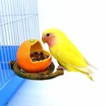 Comedero de plástico a prueba de derrames para loros, forma de fruta, jaula para pájaros, taza de comida, Pumpkin - Imagen 5