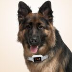 Collar antiladridos inteligente B800 con descarga eléctrica, adiestrador para perros, pantalla a color y sistema anti-activación accidental, resistente al agua IP68 y carga magnética., Electric Shock Black - Imagen 2
